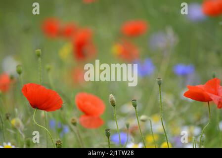 Prairie de fleurs sauvages avec coquelicots rouges, marguerites et bleuets, juillet : Whatman Park, Maidstone, Kent, ROYAUME-UNI. Banque D'Images