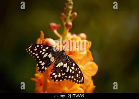 Papilio demolus est un papillon commun et répandu de chaux vive Banque D'Images