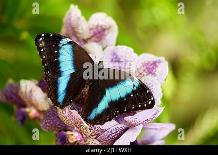 Morpho achille, grand papillon bleu noir assis sur l'orchidée violet rose dans l'habitat naturel, forêt tropicale de la jungle en Colombie. Morpho d'Achille Banque D'Images