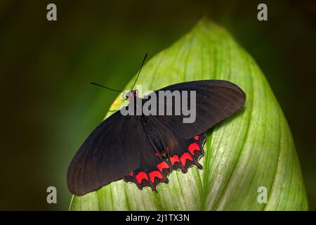 Le Parides erithalion, coeur de cattleheart variable, est un papillon d'Amérique du Nord et du Sud. Insecte rouge et noir assis sur les feuilles de la forêt verte, Mexi Banque D'Images