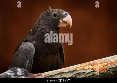 VASA avec une grosse facture. Grand perroquet de vasa, coracopsis vasa, oiseau gris de Madagascar en Afrique. Portrait détaillé du perroquet gris. Observation des oiseaux à Madagas Banque D'Images