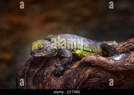 Uromastyx acanthinura, mastigure nord-africaine ou lézard nord-africain à queue épineuse trouvé au Maroc, en Algérie, en Tunisie. Reptile sur le tronc de l'arbre dans t Banque D'Images