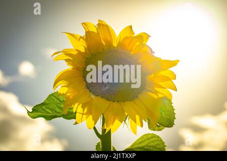 Des tournesols jaunes lumineux qui poussent dans le champ Banque D'Images