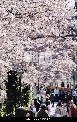 Tokyo, Japon. 28th mars 2022. Les gens se promènent sous des cerisiers en fleurs le long de la promenade au bord de la rivière à Tokyo le lundi 28 mars 2022. Credit: Yoshio Tsunoda/AFLO/Alay Live News Banque D'Images