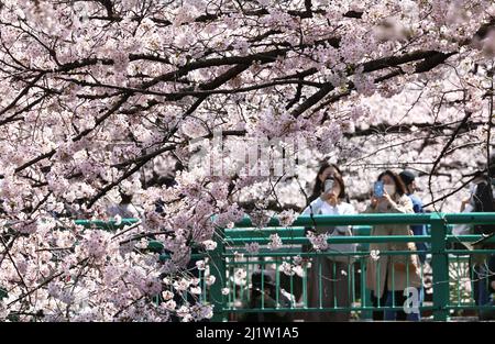 Tokyo, Japon. 28th mars 2022. Les gens se promènent sous des cerisiers en fleurs le long de la promenade au bord de la rivière à Tokyo le lundi 28 mars 2022. Credit: Yoshio Tsunoda/AFLO/Alay Live News Banque D'Images