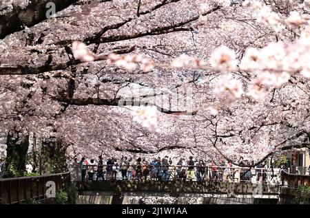 Tokyo, Japon. 28th mars 2022. Les gens se promènent sous des cerisiers en fleurs le long de la promenade au bord de la rivière à Tokyo le lundi 28 mars 2022. Credit: Yoshio Tsunoda/AFLO/Alay Live News Banque D'Images
