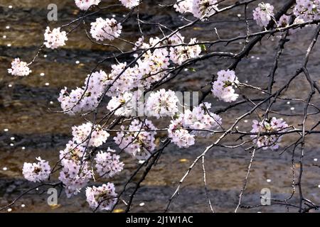 Tokyo, Japon. 28th mars 2022. Des cerisiers en fleurs sont exposés le lundi 28 mars 2022 le long de la promenade au bord de la rivière à Tokyo. Credit: Yoshio Tsunoda/AFLO/Alay Live News Banque D'Images