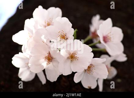 Tokyo, Japon. 28th mars 2022. Des cerisiers en fleurs sont exposés le lundi 28 mars 2022 le long de la promenade au bord de la rivière à Tokyo. Credit: Yoshio Tsunoda/AFLO/Alay Live News Banque D'Images