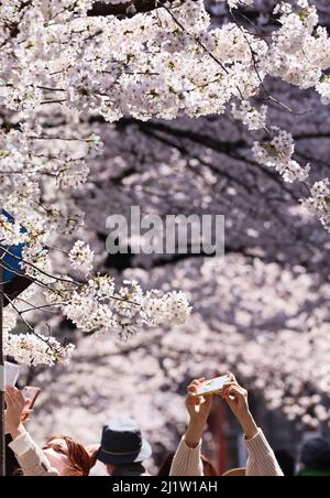 Tokyo, Japon. 28th mars 2022. Les gens prennent des photos de cerisiers en fleurs le long de la promenade au bord de la rivière à Tokyo, le lundi 28 mars 2022. Credit: Yoshio Tsunoda/AFLO/Alay Live News Banque D'Images