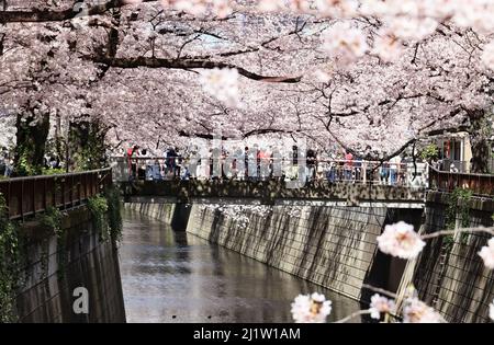 Tokyo, Japon. 28th mars 2022. Les gens se promènent sous des cerisiers en fleurs le long de la promenade au bord de la rivière à Tokyo le lundi 28 mars 2022. Credit: Yoshio Tsunoda/AFLO/Alay Live News Banque D'Images