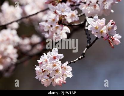 Tokyo, Japon. 28th mars 2022. Des cerisiers en fleurs sont exposés le lundi 28 mars 2022 le long de la promenade au bord de la rivière à Tokyo. Credit: Yoshio Tsunoda/AFLO/Alay Live News Banque D'Images