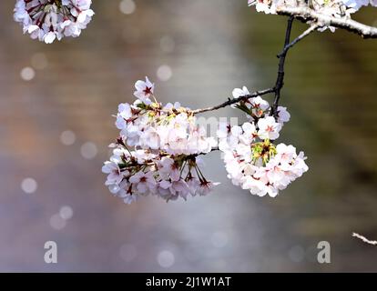 Tokyo, Japon. 28th mars 2022. Des cerisiers en fleurs sont exposés le lundi 28 mars 2022 le long de la promenade au bord de la rivière à Tokyo. Credit: Yoshio Tsunoda/AFLO/Alay Live News Banque D'Images