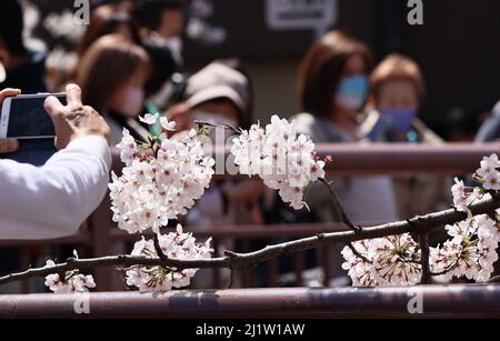 Tokyo, Japon. 28th mars 2022. Les gens prennent des photos de cerisiers en fleurs le long de la promenade au bord de la rivière à Tokyo, le lundi 28 mars 2022. Credit: Yoshio Tsunoda/AFLO/Alay Live News Banque D'Images