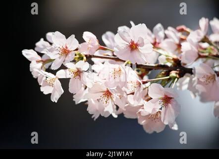 Tokyo, Japon. 28th mars 2022. Des cerisiers en fleurs sont exposés le lundi 28 mars 2022 le long de la promenade au bord de la rivière à Tokyo. Credit: Yoshio Tsunoda/AFLO/Alay Live News Banque D'Images