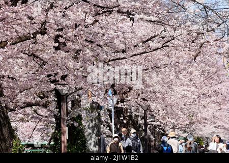 Tokyo, Japon. 28th mars 2022. Les gens se promènent sous des cerisiers en fleurs le long de la promenade au bord de la rivière à Tokyo le lundi 28 mars 2022. Credit: Yoshio Tsunoda/AFLO/Alay Live News Banque D'Images