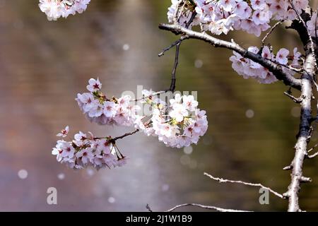Tokyo, Japon. 28th mars 2022. Des cerisiers en fleurs sont exposés le lundi 28 mars 2022 le long de la promenade au bord de la rivière à Tokyo. Credit: Yoshio Tsunoda/AFLO/Alay Live News Banque D'Images