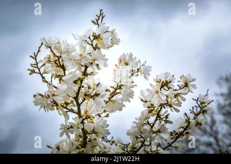 Fleurs blanches de Magnolia loebneri sur ciel bleu nuageux Banque D'Images