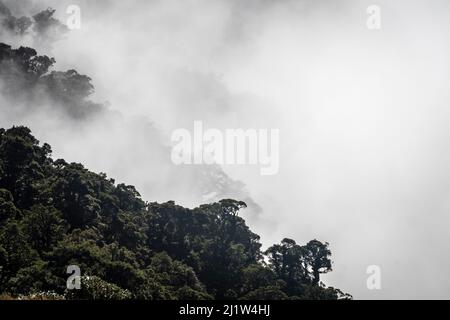 Crêtes brumeuses, circuit Holdsworth-Jumbo, chaîne des Tararua, Île du Nord, Nouvelle-Zélande Banque D'Images