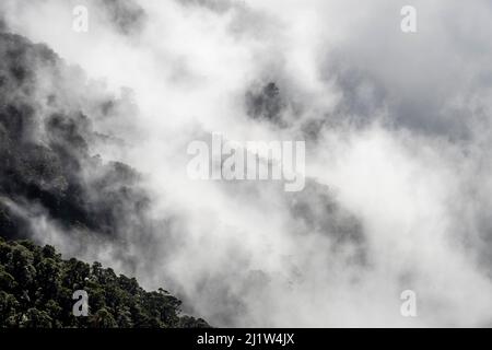 Crêtes brumeuses, circuit Holdsworth-Jumbo, chaîne des Tararua, Île du Nord, Nouvelle-Zélande Banque D'Images