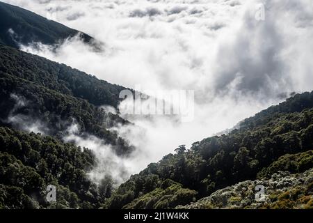 Nuages bas au-dessous des montagnes, au-dessus des plaines de Wairarapa, circuit Holdsworth-Jumbo, chaîne des Tararua, Île du Nord, Nouvelle-Zélande Banque D'Images