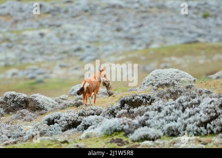 Loup éthiopien (Canis simensis) attrapant un rat à taupe (Tachyoryctes macrocephalus) africain à tête large dans le plateau de Sanetti, Bale Mountains National P. Banque D'Images