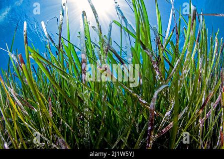 Pré de Neptune (Posidonia oceanica) dans la zone côtière du Parc National de Samaria, Chania, Crète Banque D'Images