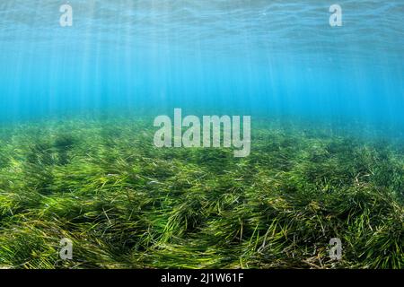 Prairie de Neptune (Posidonia oceanica), Chersonissos, Héraklion, Crète, Grèce Banque D'Images