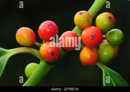Holly Berries (Ilex aquafolium) Dorset, Angleterre, Royaume-Uni septembre. Banque D'Images