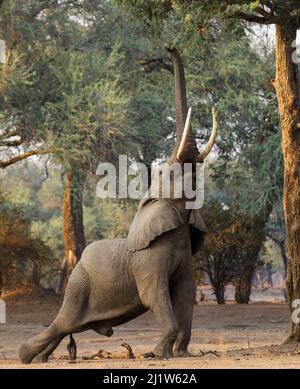 L'éléphant d'Afrique (Loxodonta africana) atteint pour le feuillage. Réserve pools National Park, Zimbabwe. Banque D'Images