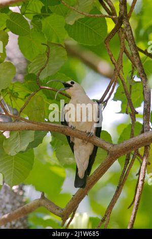 Parc national d'Ankarafantsika, Madagascar. Banque D'Images