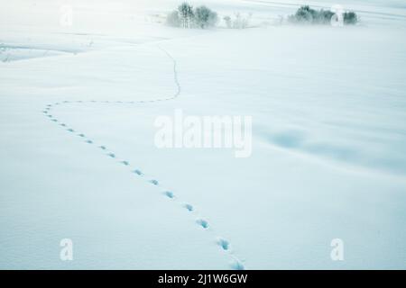 Traces de renard roux (Vulpes vulpes) dans la neige fraîche, Jura, Suisse Banque D'Images