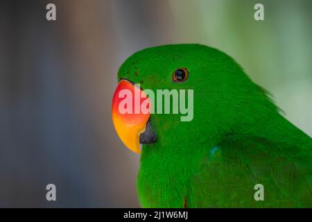 Eclectus perroquet (Eclectus roratus). Captive, Bali Bird Park, Denpasar, Bali, Indonésie Banque D'Images
