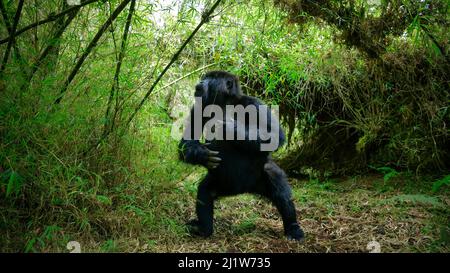 Gorille de montagne (Gorilla berengei), jeune homme agressif du Groupe Titus, Visoke, Parc national des volcans, Rwanda, août Banque D'Images