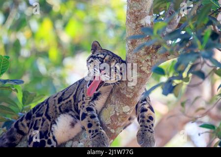 Léopard trouble (Neofelis nebulosa) reposant dans un arbre, État de Tripura, Inde. Captif. Banque D'Images