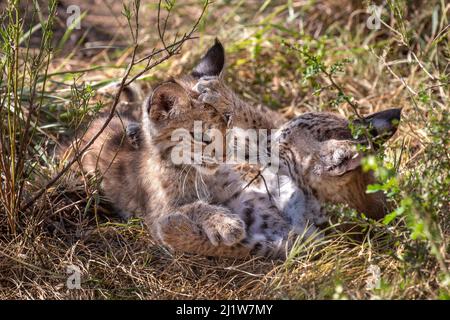 Deux chatons sauvages de Bobcat (Lynx rufus) jouant dans le Bush. Texas, États-Unis. Septembre. Banque D'Images