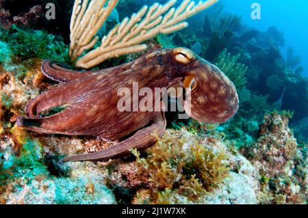 Poulpe commune (Octopus vulgaris) sur un récif de corail aux Bahamas. Août. Banque D'Images