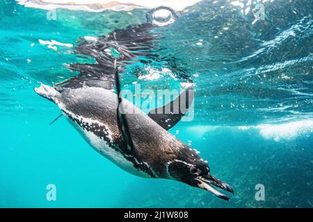 Pingouin Galapagos (Spheniscus mendiculus) chasse au large de l'île Bartolomé, île de Santiago, Galapagos, Équateur. Décembre. Banque D'Images