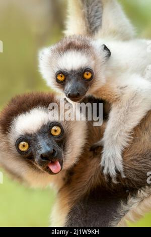 Sifaka femelle de Verreaux (Propithecus verreauxi) transportant le nourrisson dans la canopée forestière. Réserve privée Berenty, sud de Madagascar. Banque D'Images