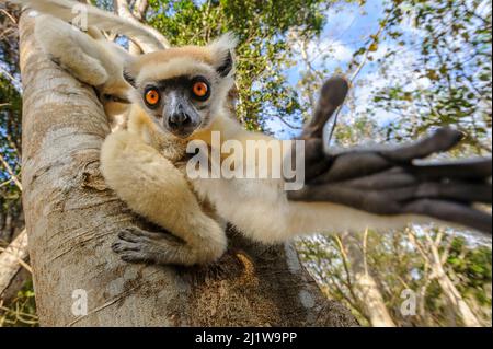 Le sifaka de Tattersalli (Propithecus tattersalli), forêts près du village d'Andanotsimaty, près de Daraina, au nord de Madagascar. Banque D'Images
