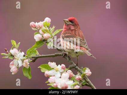 Pourpre (Carpodacus purpureus) perchée au milieu de la fleur de pomme, New York, États-Unis Banque D'Images