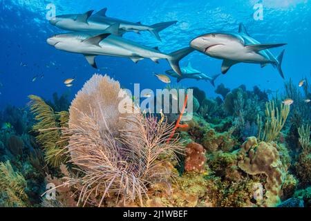 Un conteur de requins de récif des Caraïbes (Carcharhinus perezi) nagent au-dessus d'un récif de corail avec des fans de la mer commune (Gorgonia ventalina) et des panaches de mer (Pseudopterogo Banque D'Images