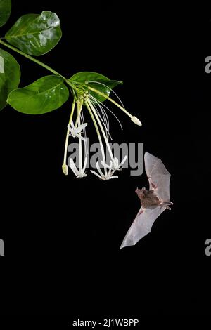 Le Bat long tongué de Pallas (Glossophaga soricina) se nourrissant de la fleur de la goyave du singe (Posoqueria sp.), forêt tropicale des basses terres, Costa Rica. Novembre. Banque D'Images