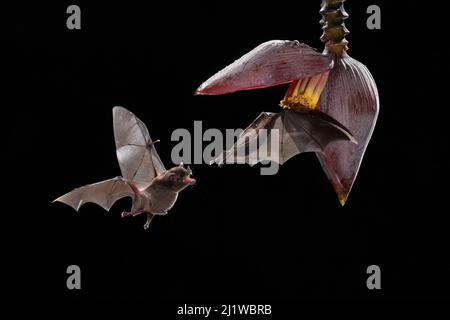 Les chauves-souris de Pallas (Glossaga sophoricina) se nourrissant de fleurs de banane, forêt tropicale des basses terres, Costa Rica. Novembre. Banque D'Images