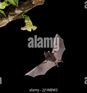 Le Bat long tongué de Pallas (Glossophaga soricina) se nourrissant de la fleur de gourde Calabash (Crescentia cujete) , forêt tropicale des basses terres, Costa Rica. Novembre. Banque D'Images