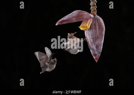 Deux chauves-souris de Pallas (Glossophaga soricina) se nourrissant de fleurs de banane, forêt tropicale des basses terres, Costa Rica. Novembre. Banque D'Images