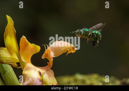 L'abeille orchidée (Euglossa sp.) visite une orchidée dans la forêt nuageuse, région de Choco, nord-ouest de l'Équateur. Banque D'Images