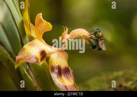 Abeille orchidée (Euglossa sp.) visite d'une orchidée dans une forêt nuageuse, région de Choco, nord-ouest de l'Équateur. Banque D'Images