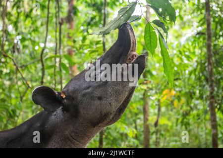 Papir de Baird (Tapirus bairdii) en parcourant les feuilles, la forêt tropicale, le parc national du Corcovado, Costa Rica. En voie de disparition. Banque D'Images