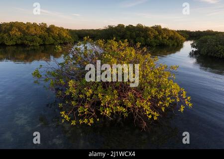 Forêt de mangroves rouges (Rhizophora mangle), Parc national de Cienaga de Zapata, province de Matanzas, Cuba. Banque D'Images