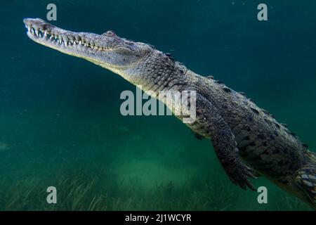 Crocodile américain (Crocodylus acutus), Jardines de la Reina / Jardins du Parc National de la Reine, Mer des Caraïbes, Ciego de Avila, Cuba. Banque D'Images